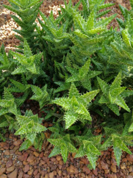 Aloe ‘Tiger Tooth Aloe’ features spiky green, pointed leaves that thrive in rocky soil. Ideal for a 10cm pot.