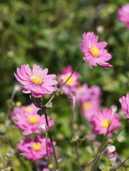 Anemone 'Pamina' 6" Pot
