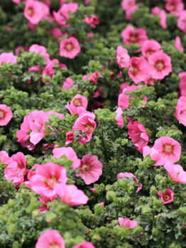 Anisodontea 'Mirembe' PBR 6" Pot