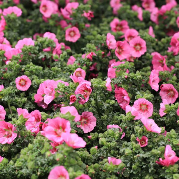 Anisodontea 'Mirembe' PBR 6" Pot