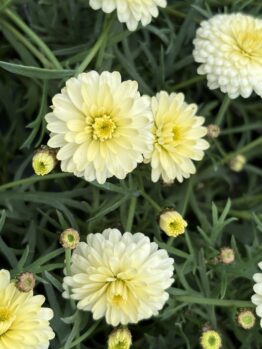 Argyranthemum 'Aramis Double Primrose' Marguerite Daisy 6" Pot