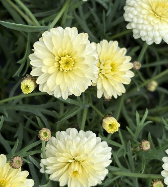 Argyranthemum 'Aramis Double Primrose' Marguerite Daisy 6" Pot