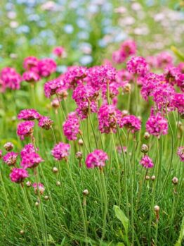 Armeria 'Ruby Petite' Sea Thrift 6" Pot