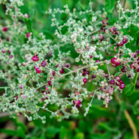 Atriplex 'Berry Saltbush' 15cm Pot features green leafy foliage and small round red and purple berries growing along its pale stems.