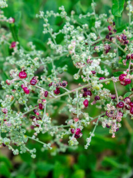 Atriplex 'Berry Saltbush' 15cm Pot features green leafy foliage and small round red and purple berries growing along its pale stems.