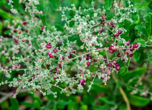 Atriplex 'Berry Saltbush' 15cm Pot features green leafy foliage and small round red and purple berries growing along its pale stems.