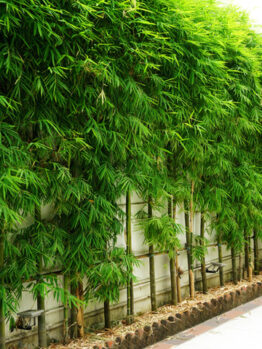 Bamboo