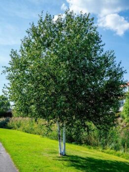 Betula 'Paper Birch' 8" Pot