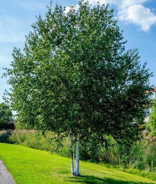Betula 'Paper Birch' 8" Pot