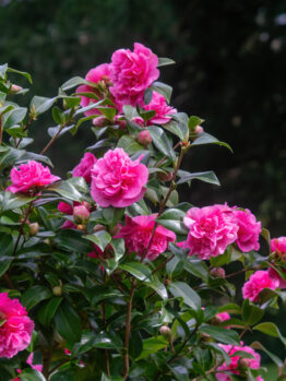 Camellia japonica 'Debbie'