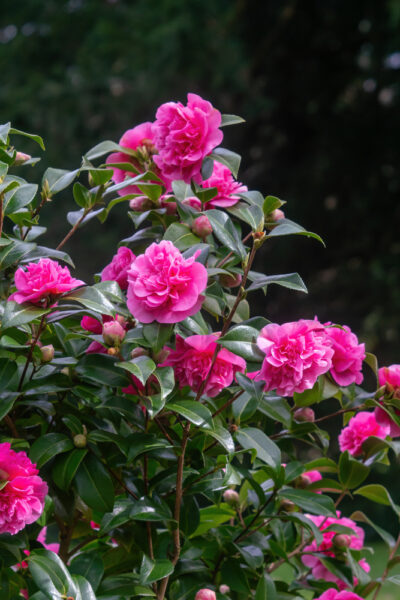 Camellia japonica 'Debbie' 8" Pot