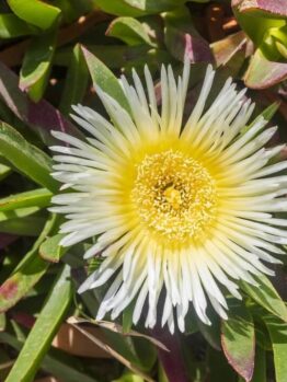 Carpobrotus 'White' Pig Face 6" Pot
