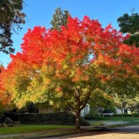 Deciduous Trees