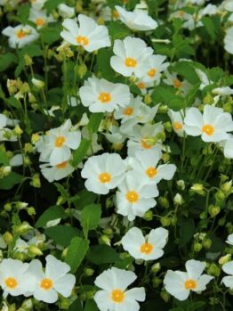 Cistus 'Snow White' 6" Pot