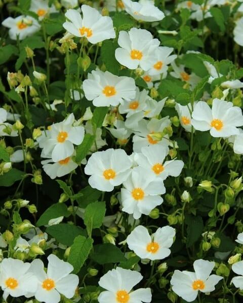 Cistus 'Snow White' 6" Pot