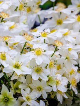 Clematis 'Sweet Hart' 6" Pot