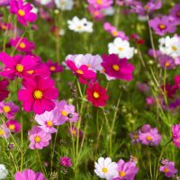 Cosmos 'Sensation Mix' 4" Pot