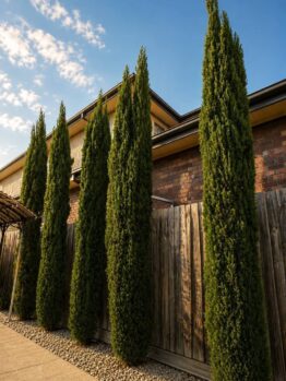 Acacia 'Waterfall™' Standard trees in 8" pots are lined up along a wooden fence beside a brick building, beneath a blue sky with scattered clouds.