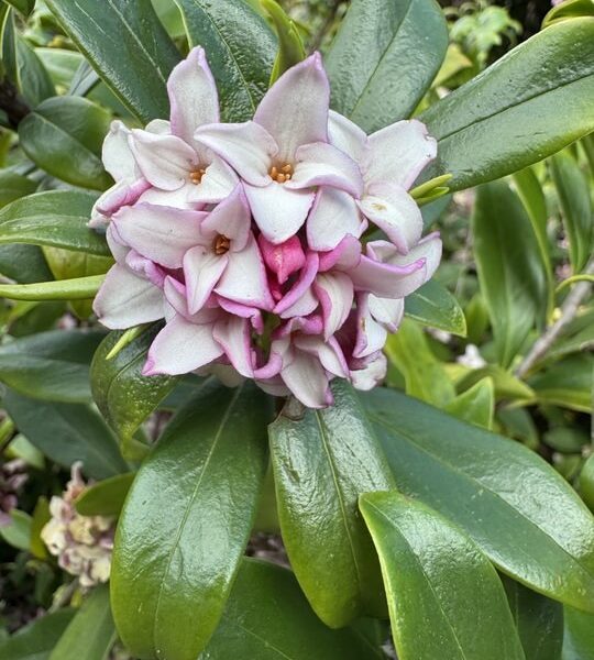 Daphne 'Perfume Princess™'