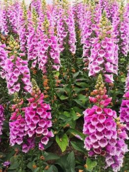 Digitalis 'Panther Pink' Foxgloves 8" Pot