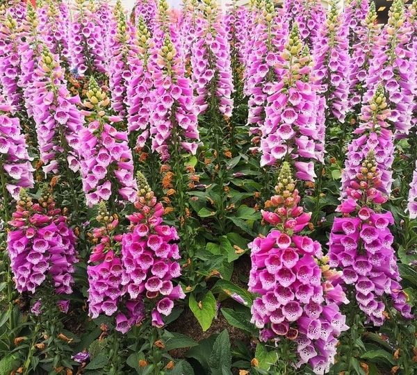 Digitalis 'Panther Pink' Foxgloves 7" Pot