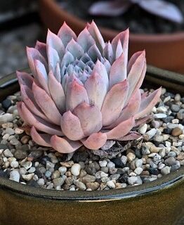 Echeveria 'Violet Queen' Succulent 5" Pot