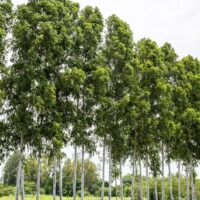 Gums, Eucalyptus & Corymbia