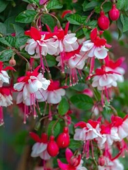 Fuchsia Ballerina® 'Arabesque' 6" Pot