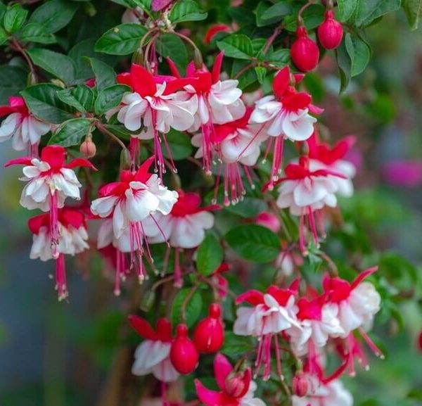 Fuchsia Ballerina® 'Arabesque'
