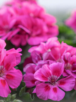 Geranium 'Savannah Pink' PBR 6" Pot