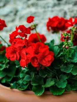Geranium 'Savannah Really Red' PBR 6" Pot