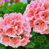 Geranium 'Big Salmon' 8" Pot