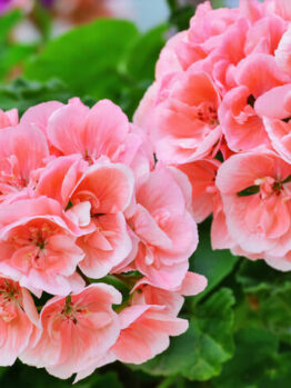Geranium 'Big Salmon' 10" (Hanging Basket)