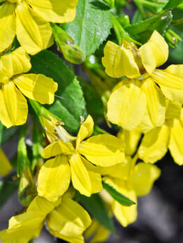 Goodenia 'Goodonya' Hop Bush 6" Pot