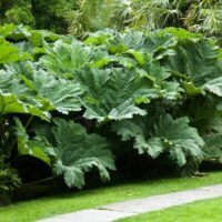 Gunnera 'Giant Rhubarb' 8" Pot