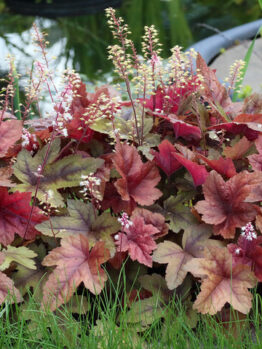 Heucherella 'Copper Cascade' 6" Pot