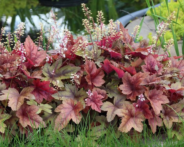 Heucherella 'Copper Cascade' 6" Pot