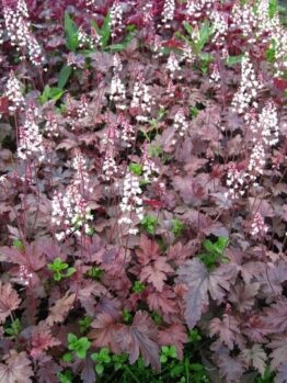 Heucherella 'Plum Cascade' 6" Pot