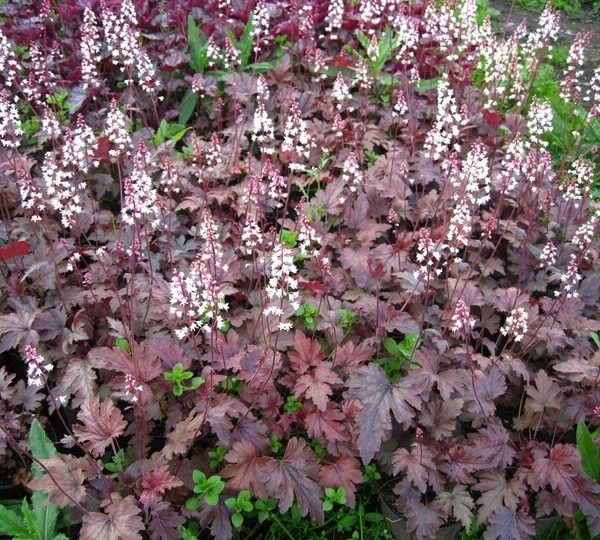 Heucherella 'Plum Cascade' 6" Pot