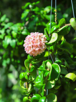 Hoya 'Indian Rope' 5" Pot