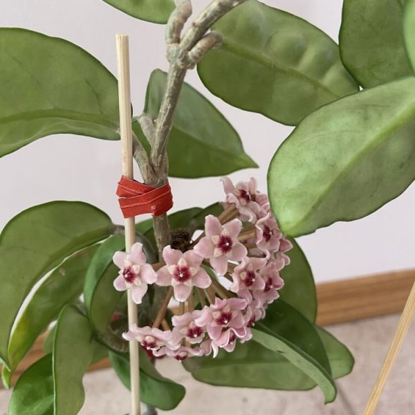 Hoya 'Krinkle' 5" (Hanging Basket)