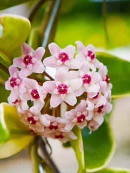 Hoya obovata 5" Pot