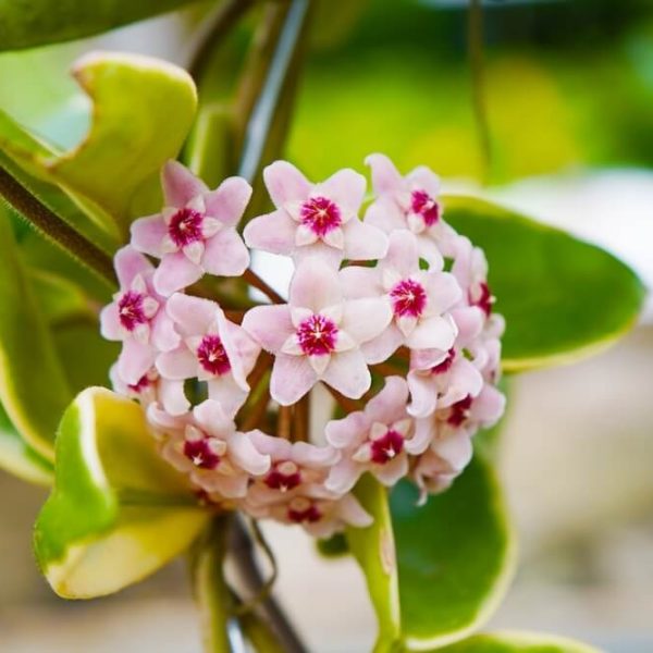 Hoya obovata 5" Pot