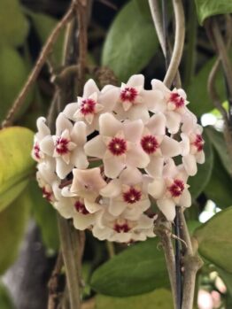Hoya 'Snowball' 5" Pot