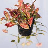 Hoya 'Sunrise' 5" (Hanging Basket)