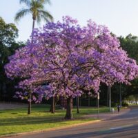 Flowering Trees