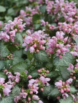 Lamium 'Candy Frost' 6" Pot