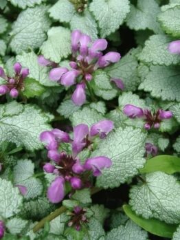 Lamium 'Stormy Frost' 6" Pot