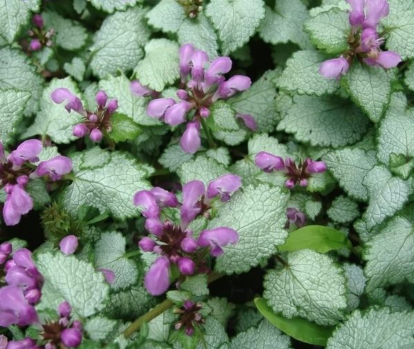 Lamium 'Stormy Frost' 6" Pot