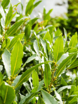 Laurus 'Flavour Master' 6" Pot